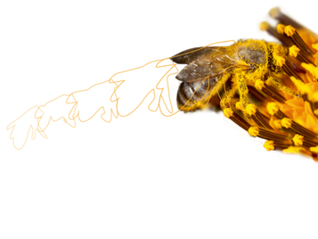Бионические технологии в напольных покрытиях - Пчела